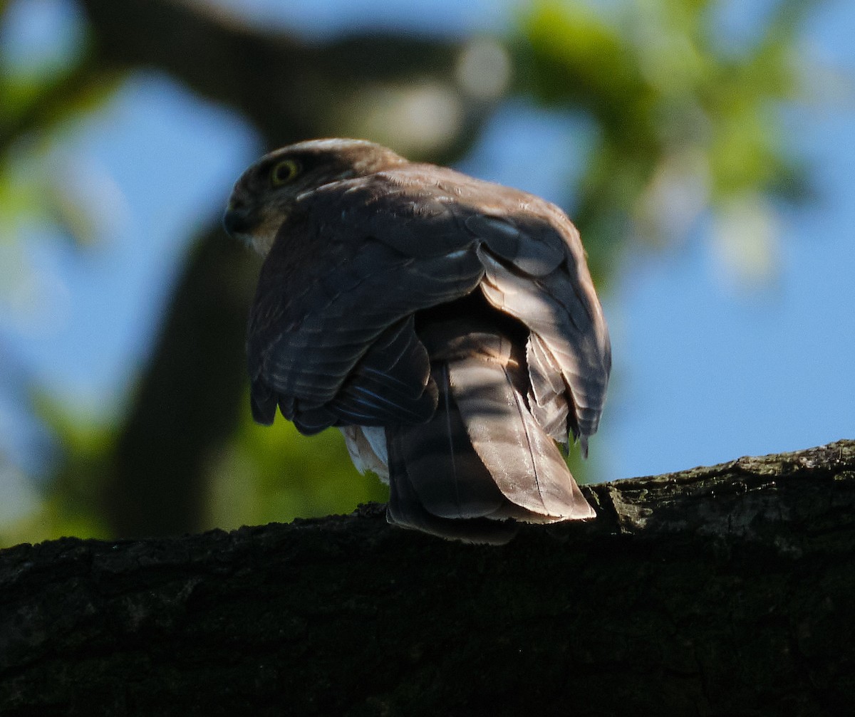 Eurasian Sparrowhawk - ML404677371