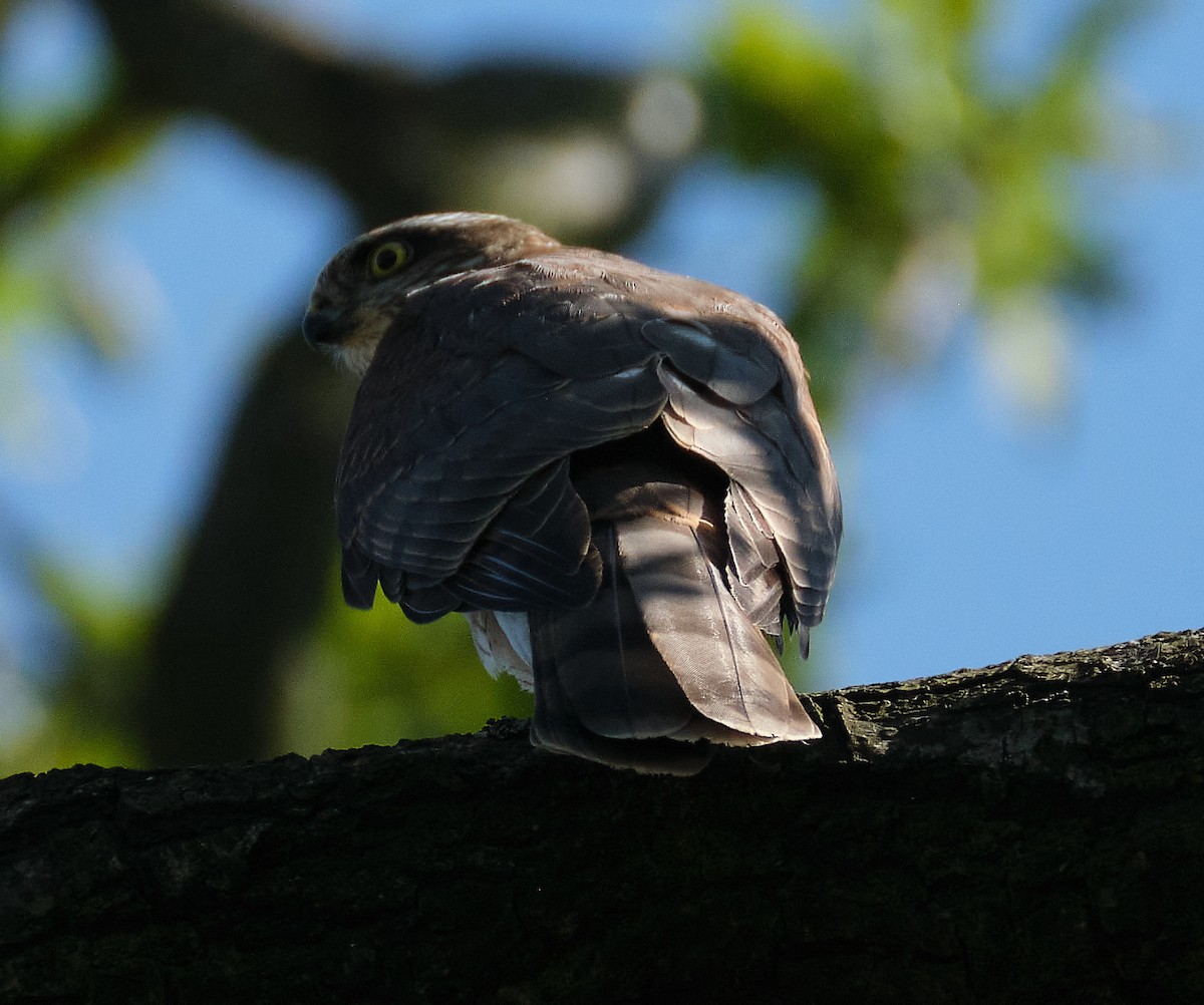 Eurasian Sparrowhawk - ML404677401