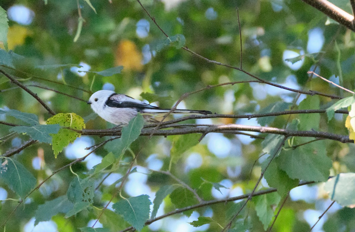 Long-tailed Tit - Beata Milhano