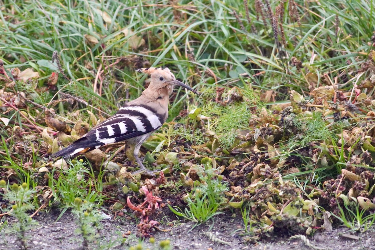 Eurasian Hoopoe - ML404678461