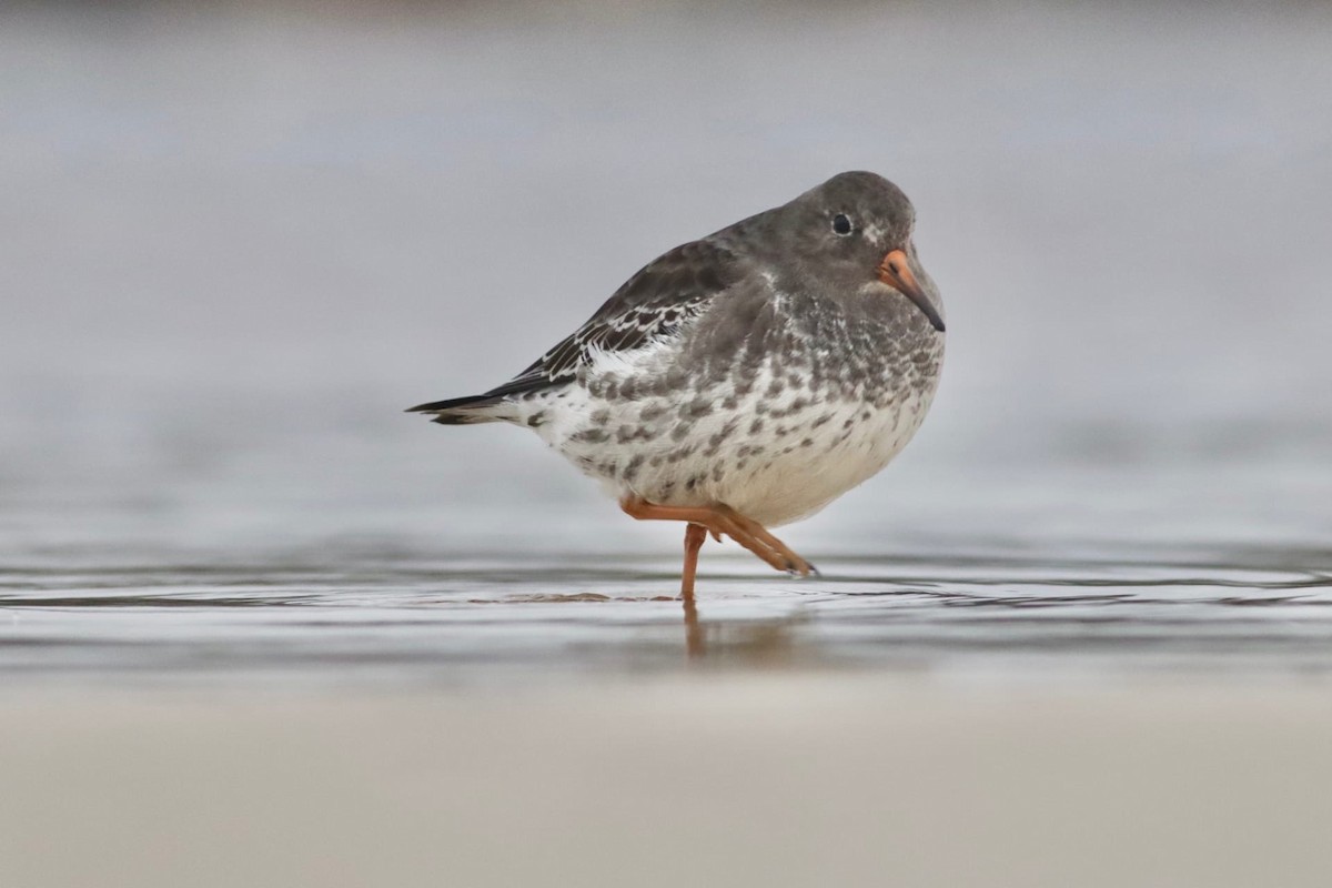 Purple Sandpiper - Vsevolod Rudyi