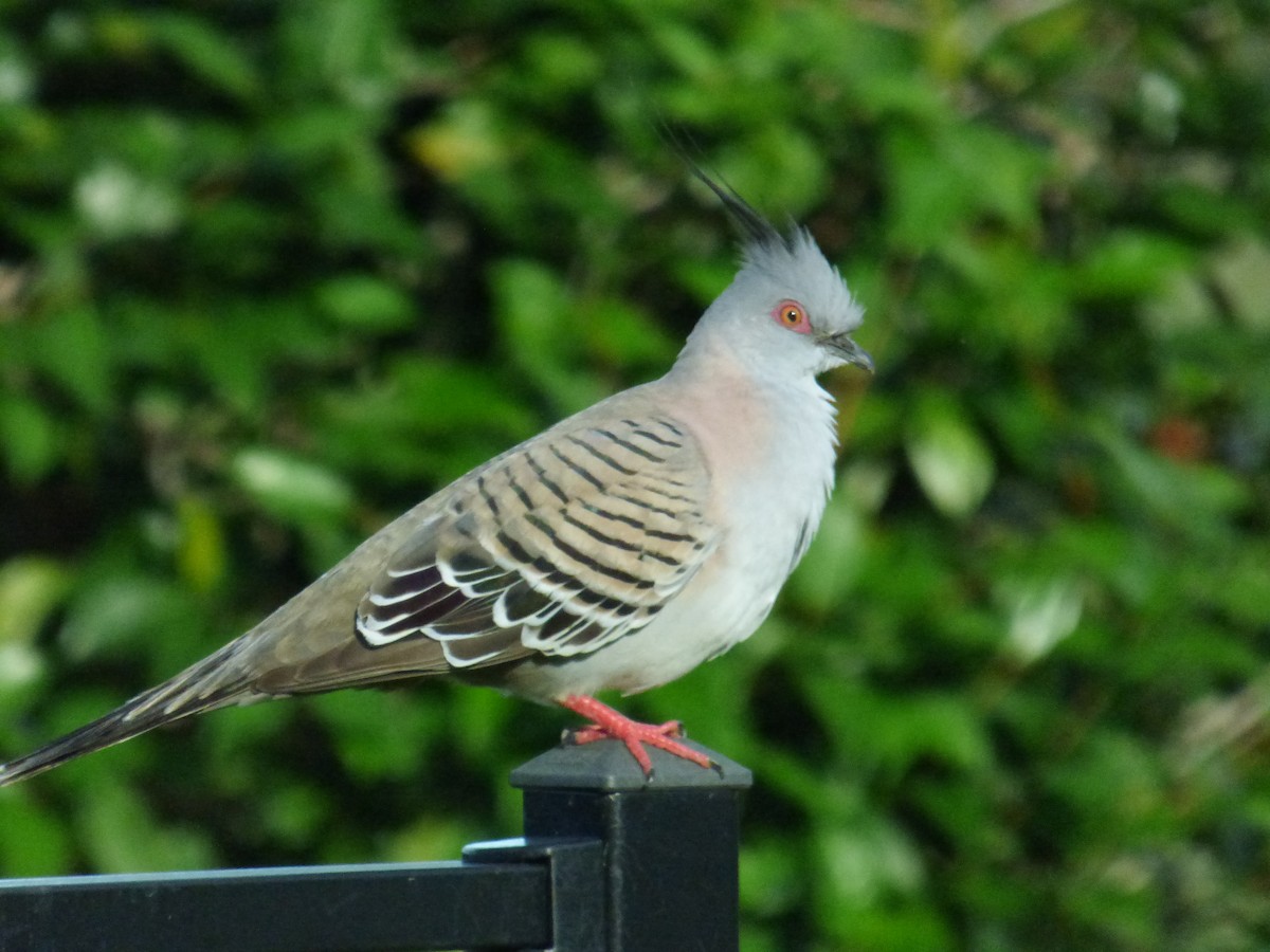 Crested Pigeon - ML404679761