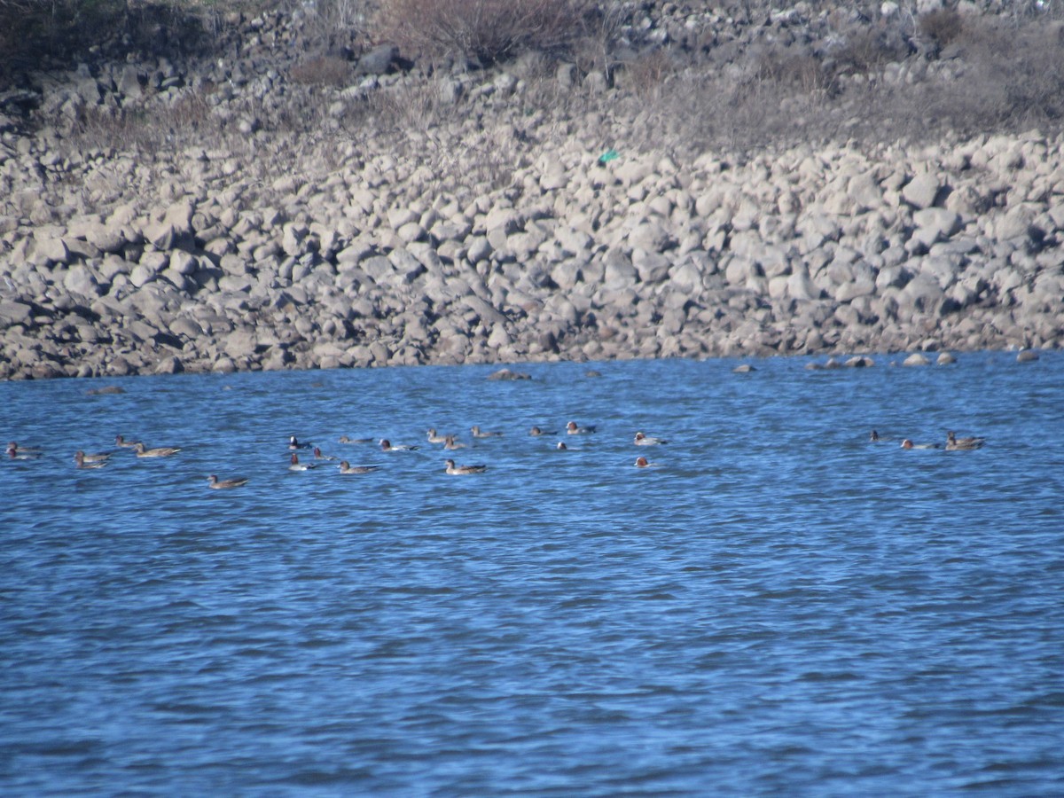 Eurasian Wigeon - ML404679841