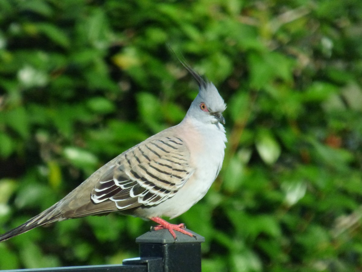 Crested Pigeon - ML404679941