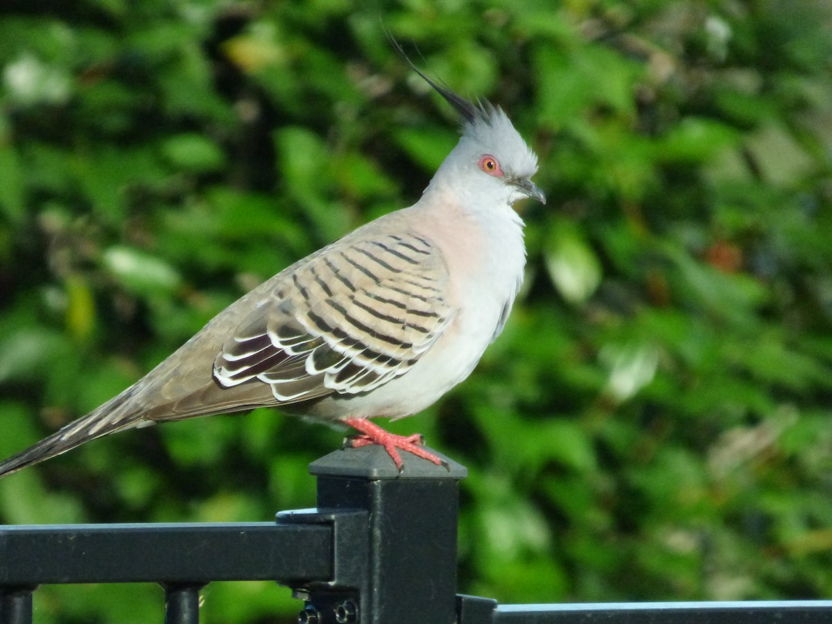 Crested Pigeon - ML404679971