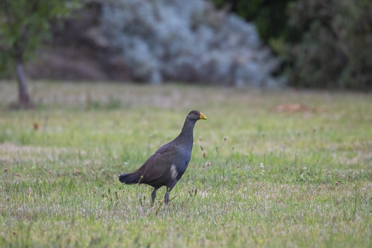 Tasmanian Nativehen - Pradeep Pandiyan