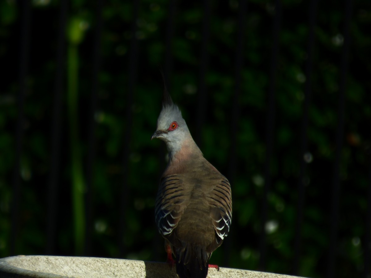 Crested Pigeon - ML404680221