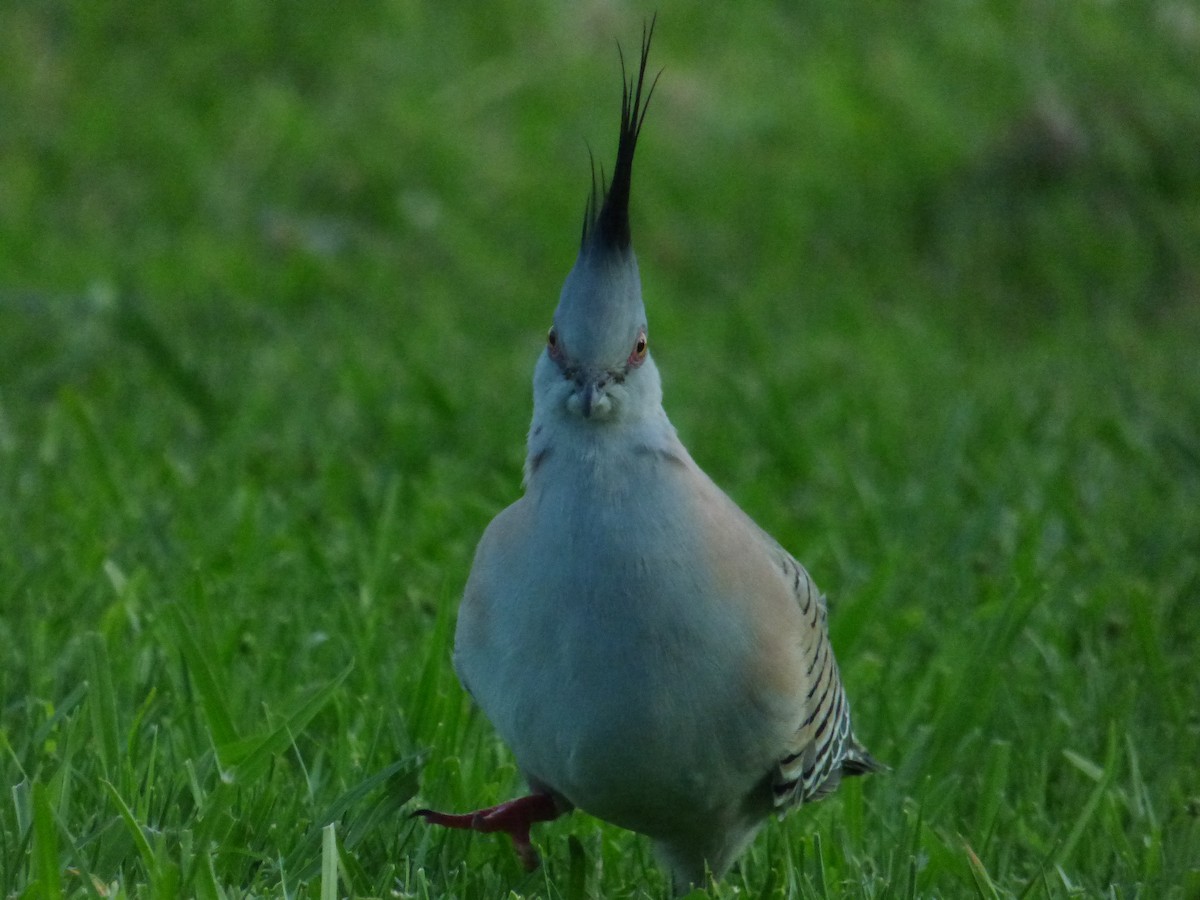 Crested Pigeon - ML404680241