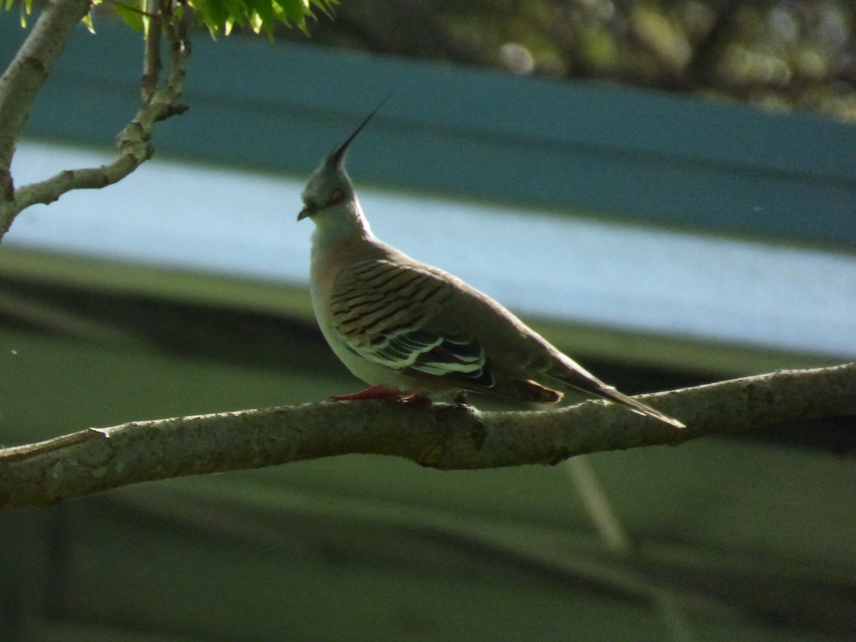 Crested Pigeon - ML404680291