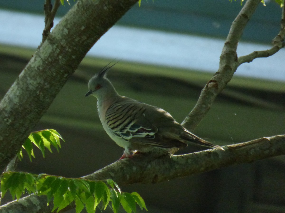 Crested Pigeon - ML404680301