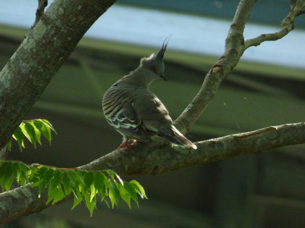 Crested Pigeon - ML404680311