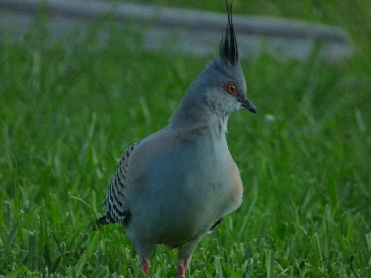 Crested Pigeon - ML404680321