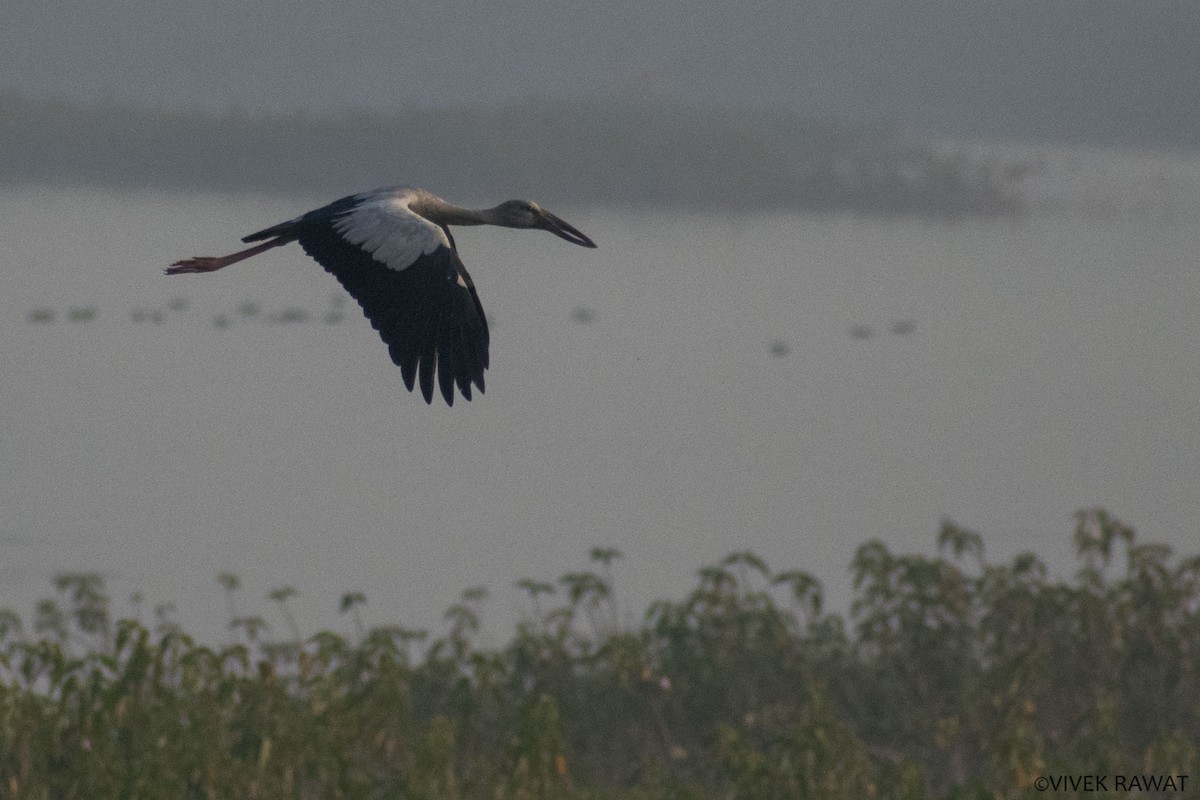 Asian Openbill - ML404680611