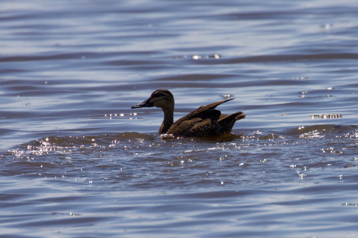 Pacific Black Duck - ML404681641