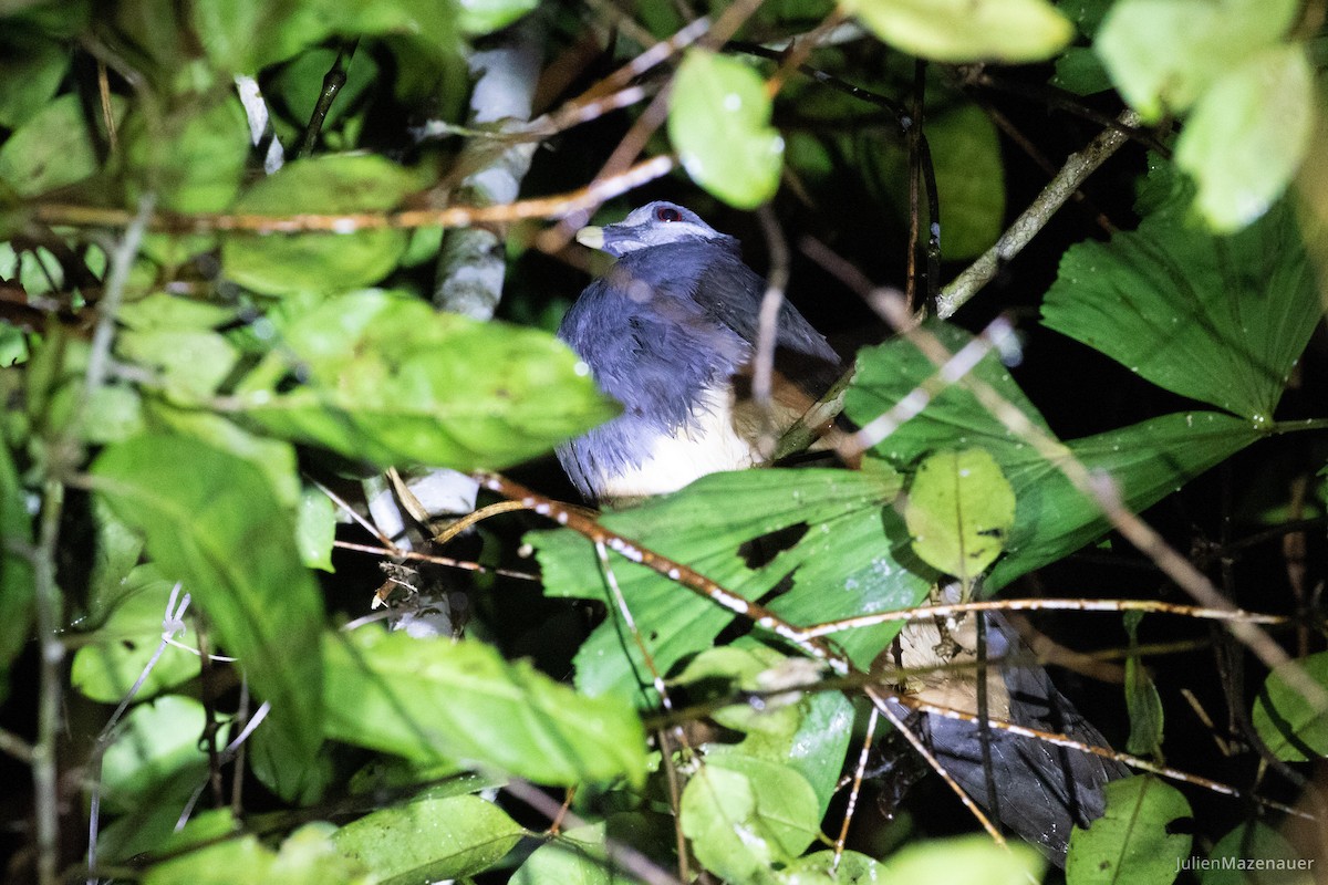 Thick-billed Ground-Pigeon - ML404682171