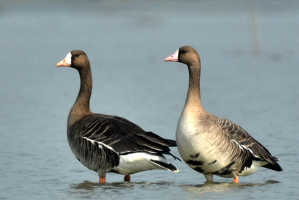 Greater White-fronted Goose - ML404685391