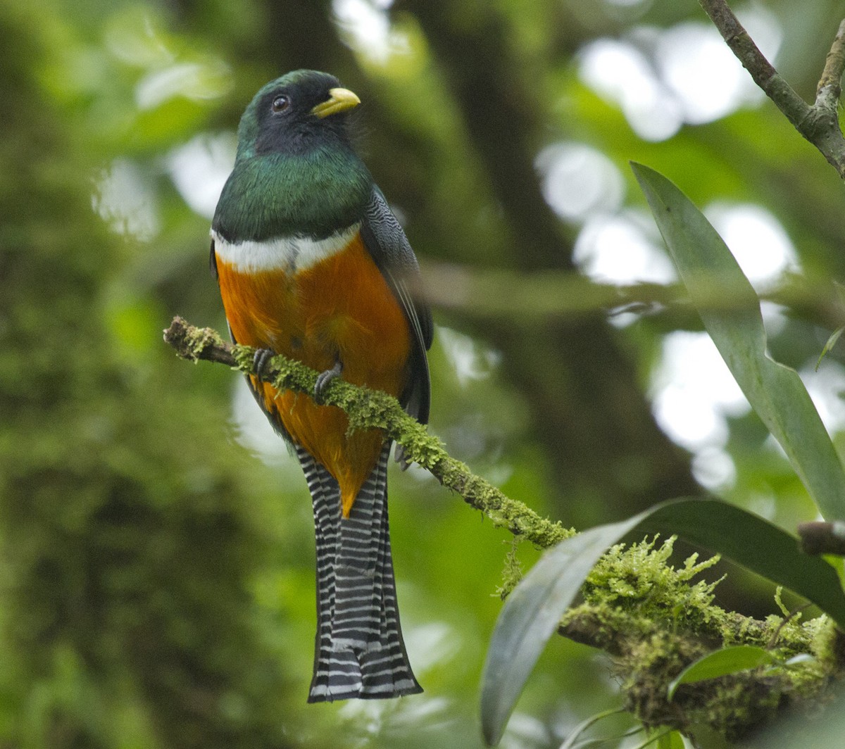 Collared Trogon (Orange-bellied) - Penelope Bauer