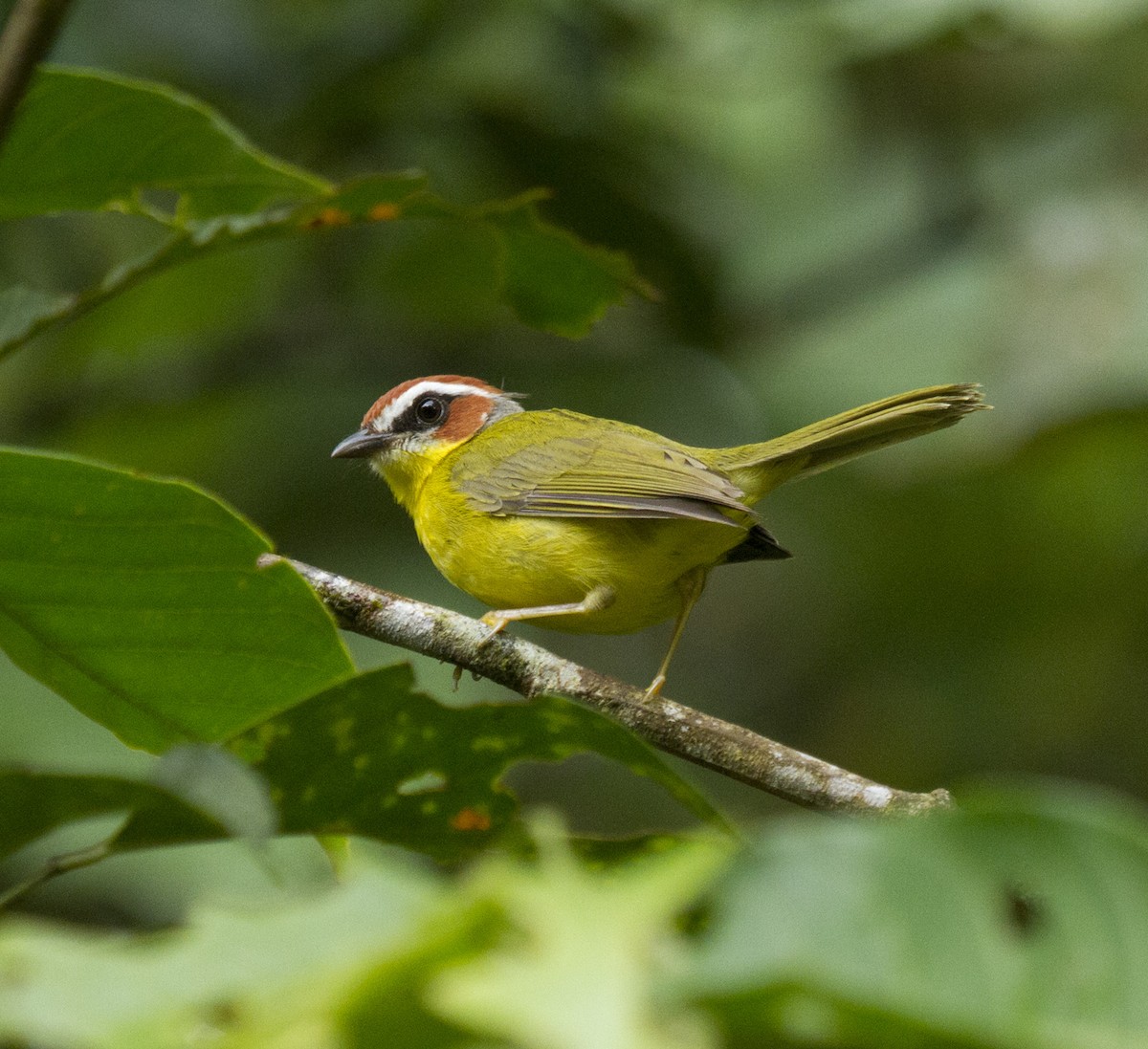 Chestnut-capped Warbler - Penelope Bauer