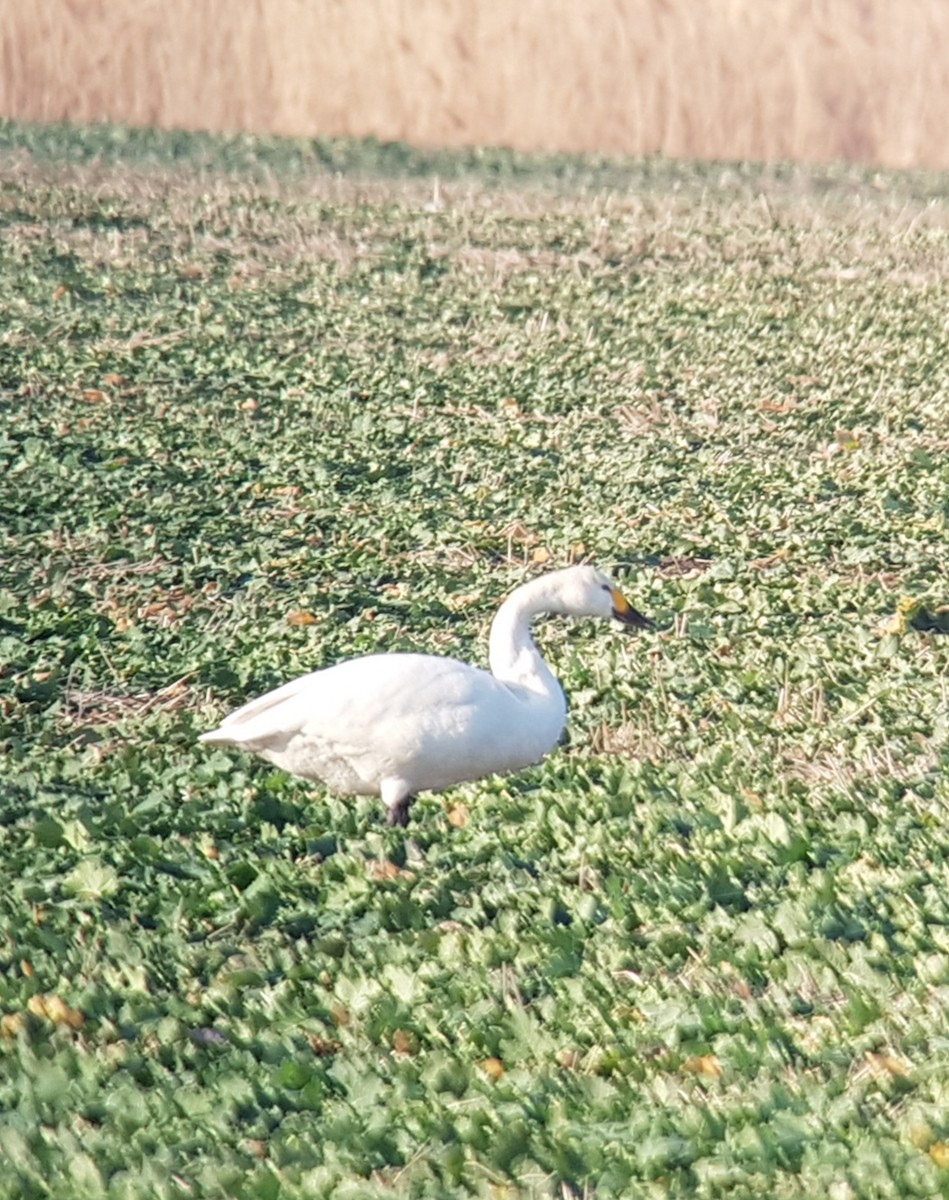 Гунгар хун (Bewick's) - ML404688651
