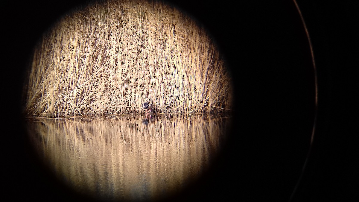 Western Swamphen - Michiel Louter