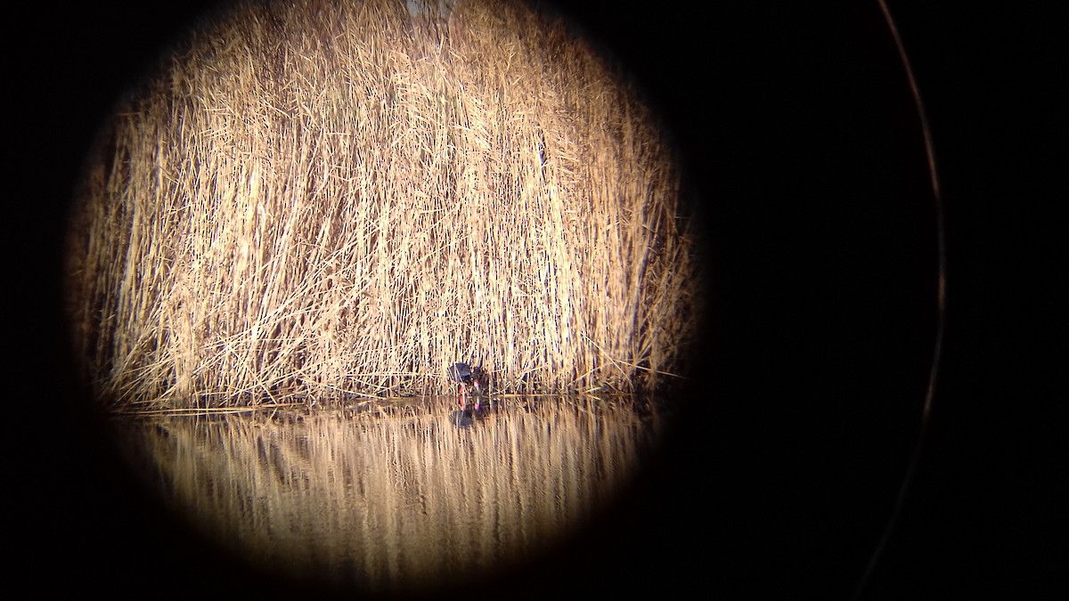 Western Swamphen - Michiel Louter