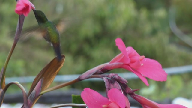 Stripe-tailed Hummingbird - ML404690051
