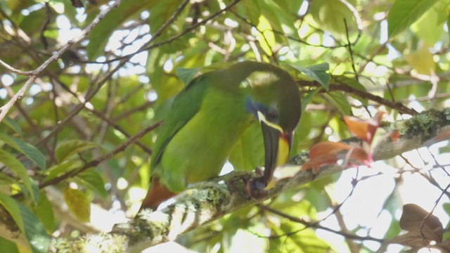 Toucanet émeraude - ML404690151