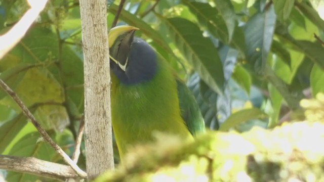 Northern Emerald-Toucanet - ML404690171