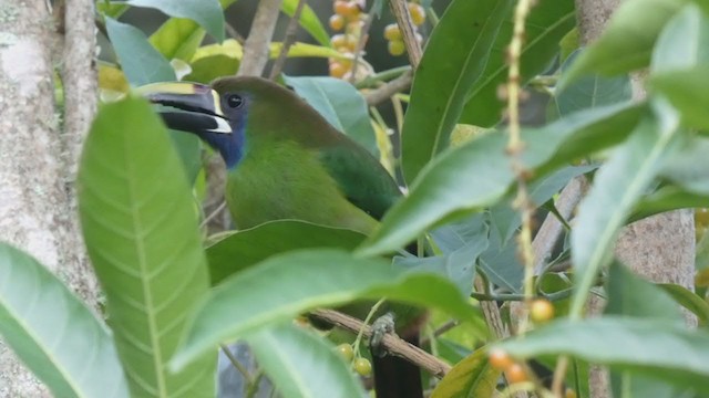 Northern Emerald-Toucanet - ML404690181