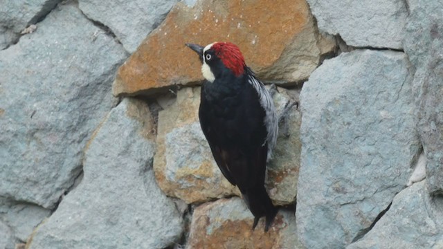 Acorn Woodpecker - ML404690191