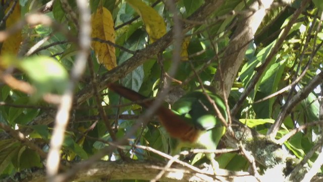 Northern Emerald-Toucanet - ML404690211