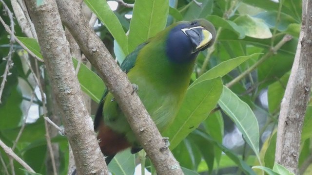 Northern Emerald-Toucanet - ML404690271