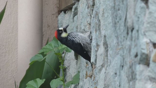 Acorn Woodpecker - ML404690281