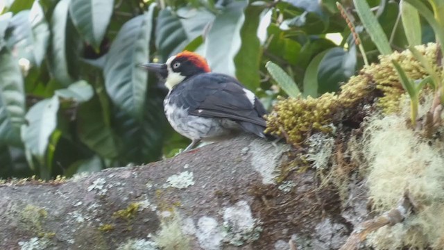 Acorn Woodpecker - ML404690291