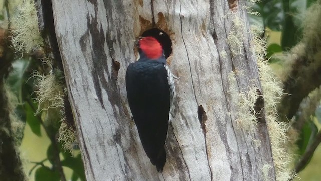 Acorn Woodpecker - ML404690321