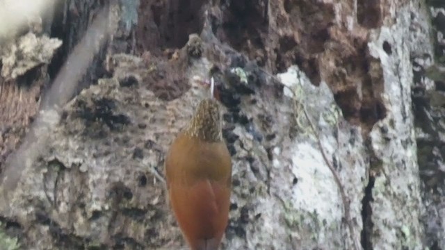 Grimpar moucheté - ML404690511