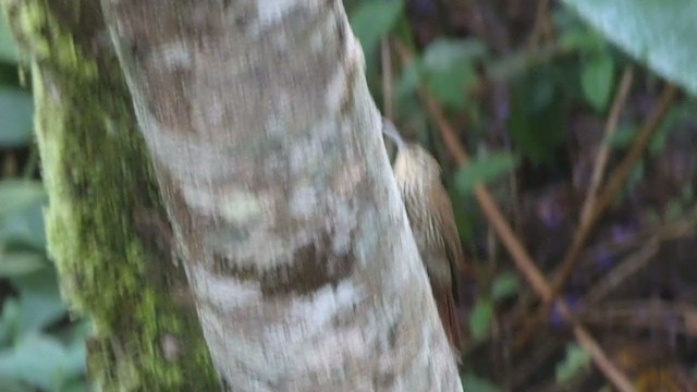 Grimpar moucheté - ML404690531