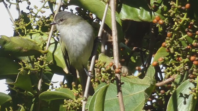 Mistletoe Tyrannulet - ML404690601