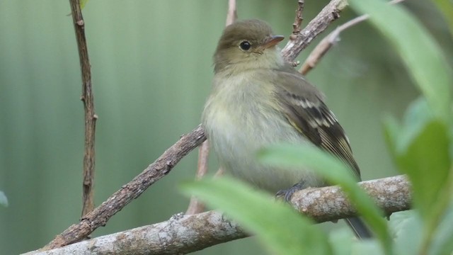 Mountain Elaenia - ML404690621