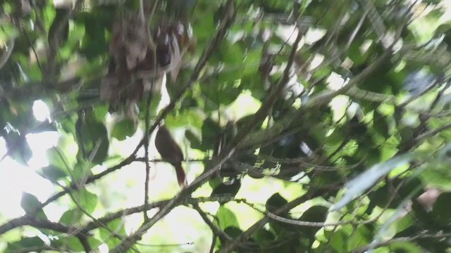 Red-faced Spinetail - ML404690641