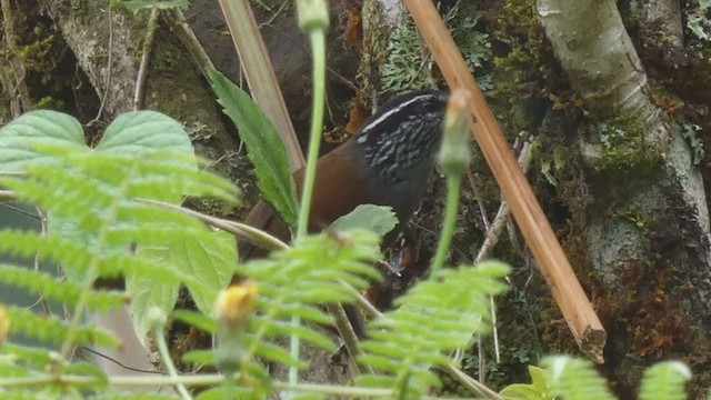 Gray-breasted Wood-Wren - ML404690661