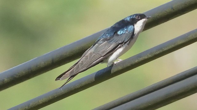 Hirondelle bleu et blanc - ML404690671