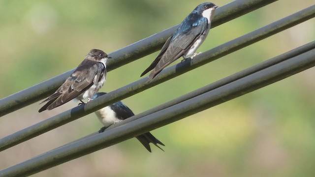 Golondrina Barranquera - ML404690731