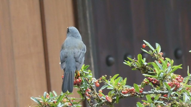 Black-faced Solitaire - ML404690861