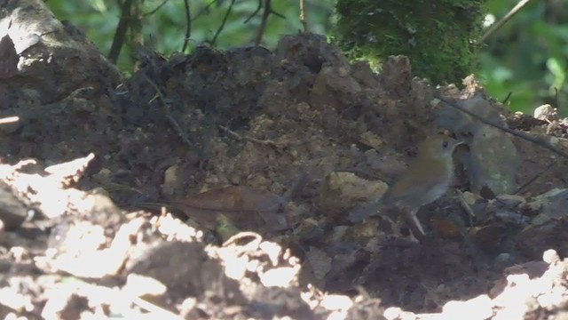 Ruddy-capped Nightingale-Thrush - ML404690871