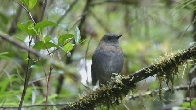 Black-billed Nightingale-Thrush - ML404690881