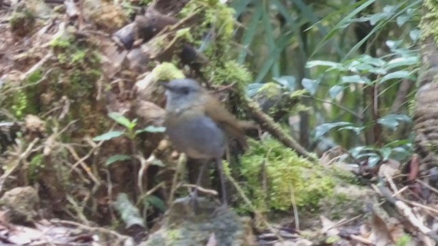 Ruddy-capped Nightingale-Thrush - ML404690911