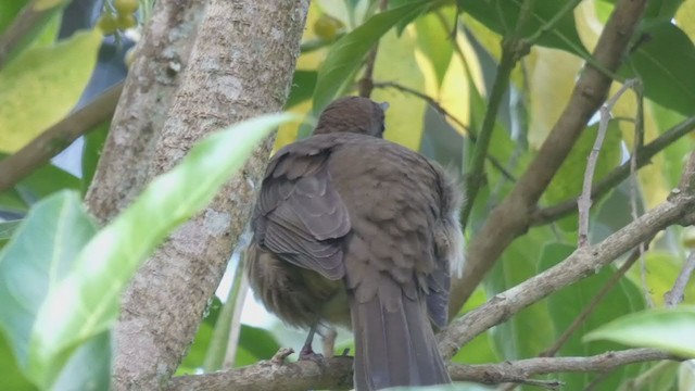 Mountain Thrush - ML404690951