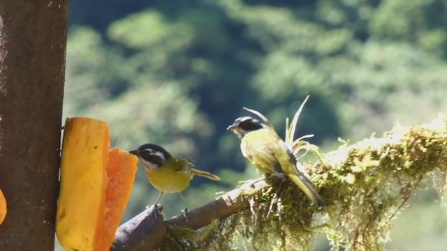 Sooty-capped Chlorospingus - ML404691071