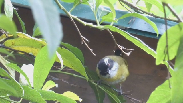 Sooty-capped Chlorospingus - ML404691111